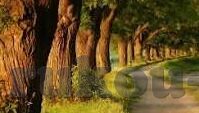 龙珠足球比分-龙珠足球比分，热血赛场上的数字传奇